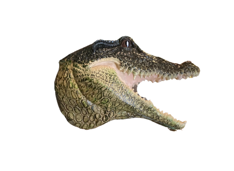 Life-Size Alligator Head Wall Mount