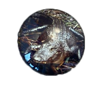 Cool Magnidome Crocodile Magnet