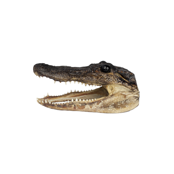 MED Gator Head - 3 Sizes - 7" - 10"