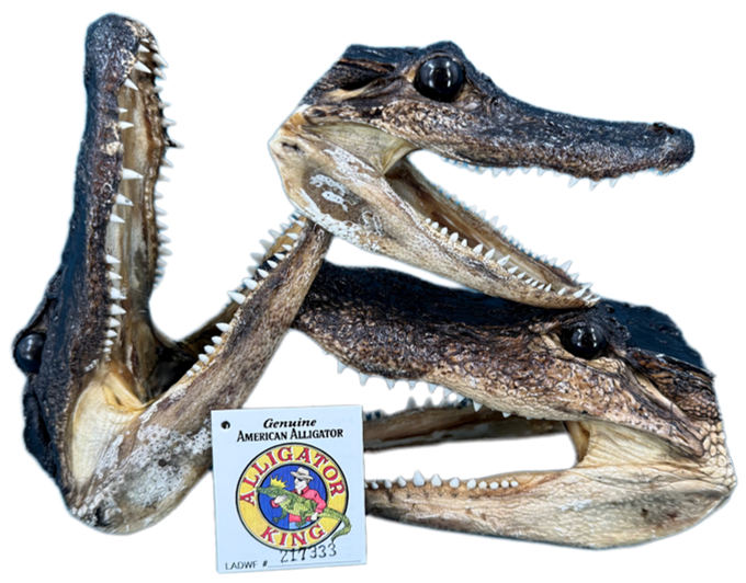 White alligator skull