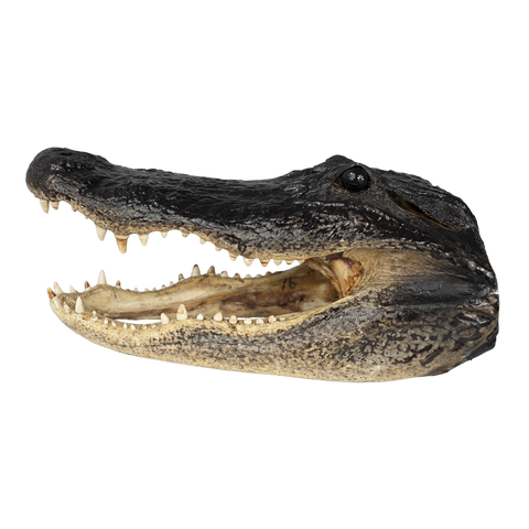 Gator Heads