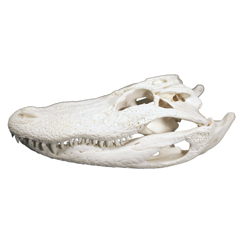 Gator Skulls