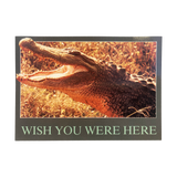 Assorted Alligator Postcards