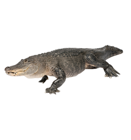 6-Foot Stand-up Cardboard Cut-Out Alligator