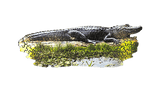 alligator in the swamp scene puzzle