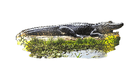 alligator in the swamp scene puzzle