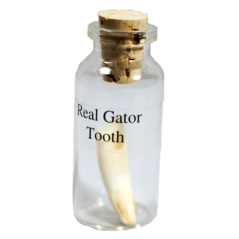 Gator Tooth in a Bottle