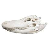 Alligator Skull SMALL - 5 Sizes - 7" to 12"