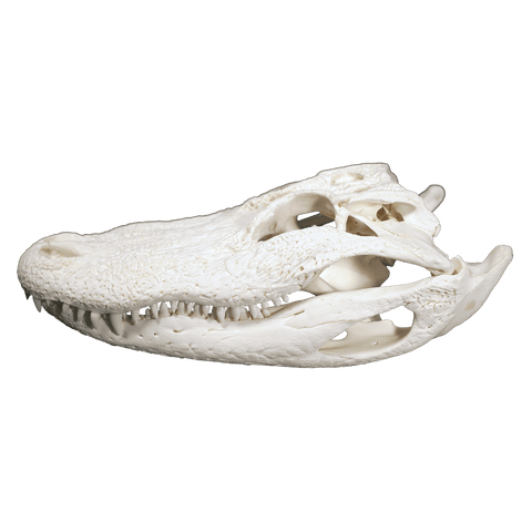 Alligator Skull SMALL - 5 Sizes - 7" to 12"
