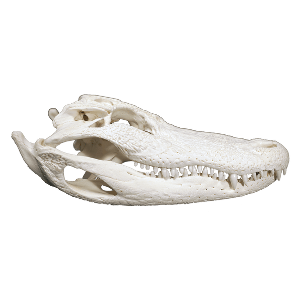 Alligator Skull SMALL - 5 Sizes - 7" to 12"