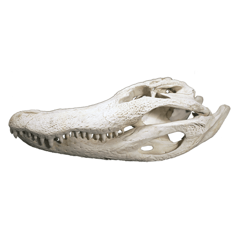 Alligator Skull XL - 4 Sizes - 19" - 23"