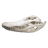 Alligator Skull MEDIUM - 4 Sizes - 12" to 16"