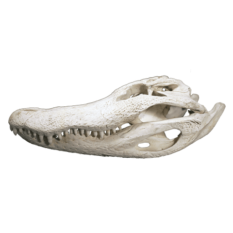 Alligator Skull MEDIUM - 4 Sizes - 12" to 16"