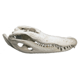 Alligator Skull MEDIUM - 4 Sizes - 12" to 16"