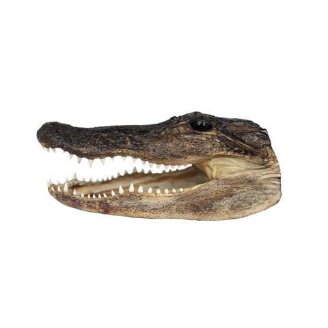 LARGE Gator Head - 3 Sizes - 10" to 13"