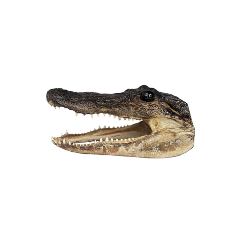 Colorful Gator Erasers  Natural Selections International