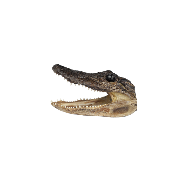 SMALL Gator Head -  3 sizes - 4" to 7"