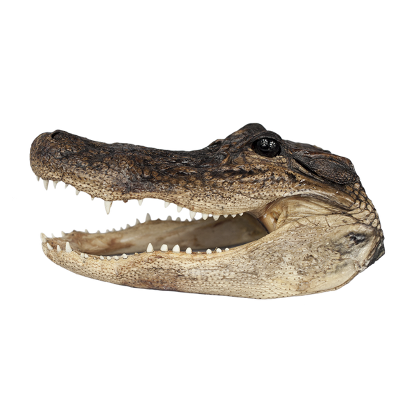 XL Gator Head - Call for availability - 13" to 16"
