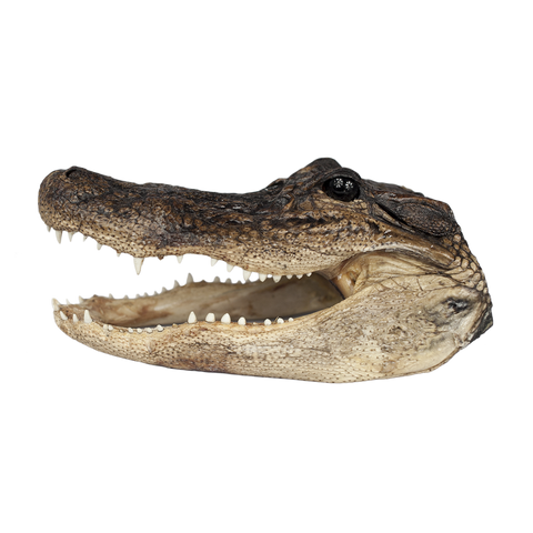XL Gator Head - Call for availability - 13" to 16"