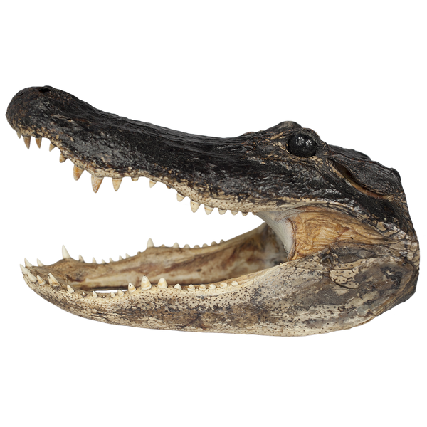 XXL Gator Head - 16" to 18" LIMITED SUPPLIES - CALL FOR AVAILABILITY