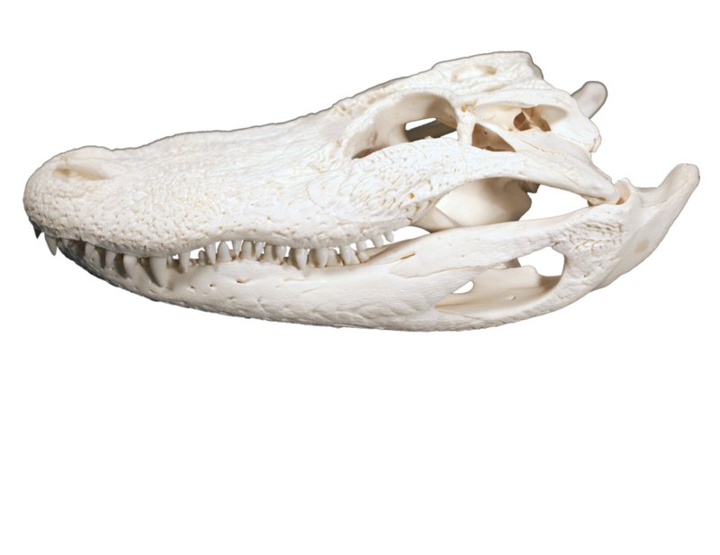 White alligator skull