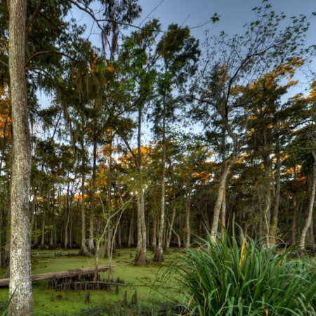 Good gator swamp scene